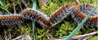 chenille processionnaire